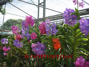  +  § ,orchid farm chiang mai 