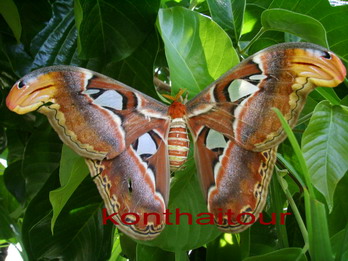  +  § ,butterfly farm ,chiang mai ,§  ,§  ,ǻ  ,  ,ͧ͹  ,ͧ͹  ,˹ ,ա§  ,ա§ 