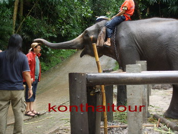 ҧʹ ҧ § ,elephant show chiang mai