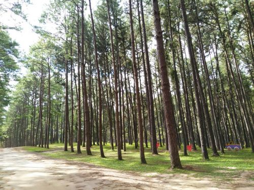  สวนสนบ่อแก้ว Bo Kaeo Pine Tree Garden or Suan Son Bor Kaew 