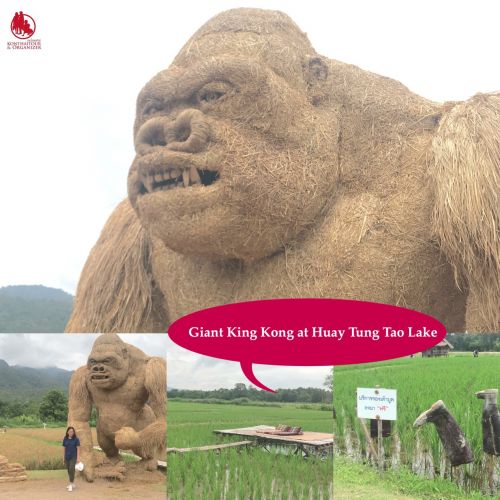🦍·  ԧͧѡ ˹ѡ 2 ѹ ٧ 4  Źͧ§ ҧ觹 µ֧   🦍Giant King Kong at Huay Tung Tao Lake / Chiang Mai  the Wonderfully Relaxing Place with a large lake with bamboo huts to relax in while overlooking mountains  ✅It is surrounded by beautiful nature and there is a sand coast along the reservoir which is pretty much like seashore.  ✅Huay Tung Tao is a little gem and Beautiful scenery with the hills in the background
