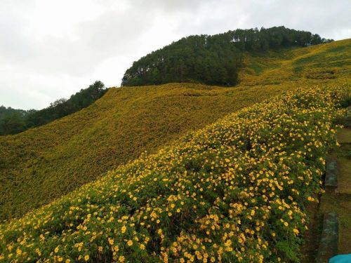 · ҡ·  ҡ ȡŷ觺ǵͧҹ  ٤ ͧ͹..  🌻❄️☃️  🎉ȨͧҵԷѧä͡ǵͧԺҹͧ价Ƿʹ٤  🌻աèѴҹҧ˭ ҷء зѺ㨹ѡͧ ҧʹءʹҹлзѺ  💥 ҡȺط ЪͧʶҹͧǷҧҵ 㹪ǧ˹˹繪ǧ͡ǵͧҹ оẺԴ ҪԹմͧ͡觢ع äͧѡԹҧ  🌻ѧշ ҧҧա  ʹ – ¹Ӵѧ - Ѵ - ӻ – § – ҧ - ӵ - ҹѡ – Ҵش – иҵش¡ͧ – Ź-  աҡ  🌻 Chiang Mai -Sunflower Bloom in Mae Hong Son -Pai trip 3-5 Days