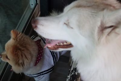 คนไทยทัวร์ พาเที่ยว ท่านที่ชื่นชอบ น้องหมา   Ketawa  Pet Friendly Kafé  ( Dog )  เชียงใหม่ 
