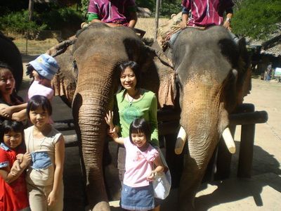 elephant lover tour chiang mai 