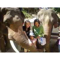 elephant lover tour chiang mai 
