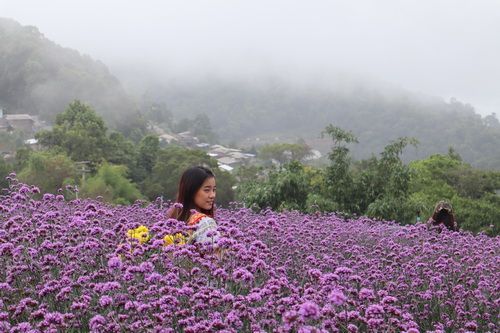 ❣ Mon Jam ,Chiang Mai ❣  💖 Green season แม่สาวน้อย ณ ม่อนแจ่ม