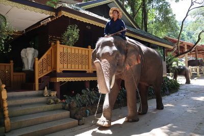  คนไทยทัวร์ พาเที่ยว หมู่บ้านช้างที่ใหญ่ที่สุดในภาคเหนือ ที่ ปางช้างแม่สา , เชียงใหม่
