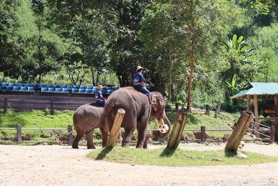  คนไทยทัวร์ พาเที่ยว หมู่บ้านช้างที่ใหญ่ที่สุดในภาคเหนือ ที่ ปางช้างแม่สา , เชียงใหม่