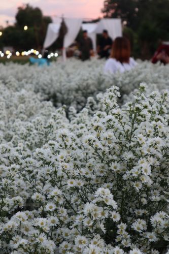 🌷 鹻 · Ҫ ǹ͡ѵ բ  ҹҿ  🌺¢ͧ͡  سͧѹ ѹس  ͡ ͧ  💐Ңͧǹ 駤ͺ㨴 ʹѺʹع 駺ҹ    🌾ԵҾ͹Ѻ͡ Ҵѡѹ šǹ͡  🌾friendship is like a flower , when one take care of it, the world become a garden.  🌺Cutter Flower Garden ,Chiang mai AT Bannaflower Garden 🇹🇭