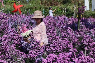 คนไทยทัวร์ พาชมความงามของสวนดอกมากาเร็ตสีม่วง เชียงใหม่
