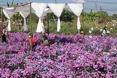 คนไทยทัวร์ พาชมความงามของสวนดอกมากาเร็ตสีม่วง เชียงใหม่