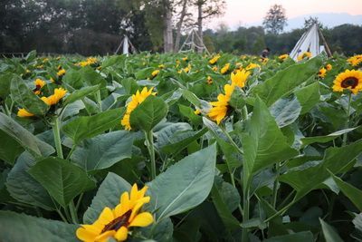 🍁คนไทยทัวร์ พาเที่ยวชมสวน Into the Flower Chiang Mai