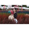 🌸คนไทยทัวร์ พาเที่ยวชมสวนทุ่งดอกเรนโบว์ 7 สี สายรุ้ง 